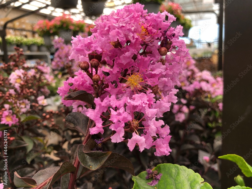 Clusters of beautiful pink crape myrtle flowers, close up