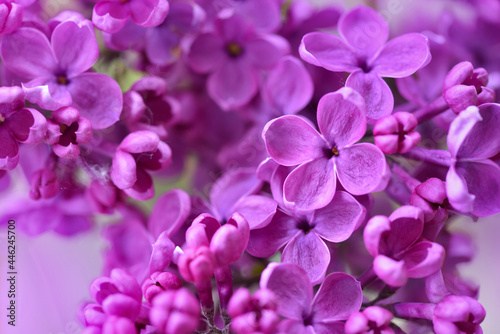 Beautiful lilac flowers (Syringa) in garden. Natural floral background © nmelnychuk