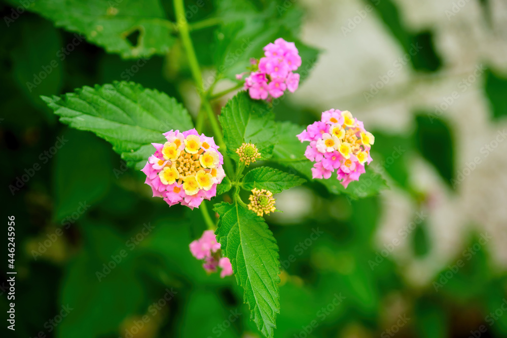 Pink and yellow lantana camara or bush lantana flower Pink and yellow lantana camara or bush lantana flower