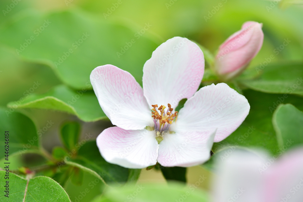 Branch of a blossoming quince of oblong (Cydonia oblonga) on a natural background Branch of a blossoming quince of oblong (Cydonia oblonga) on a natural background