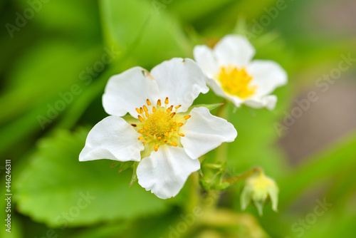 Closeup strawberry flowers on a natural green background