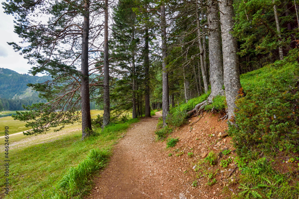 Fototapeta premium Hiking path in the forest near Black Lake (Crno Jezero) in Durmitor Nacional Park. Zabljak location, Montenegro