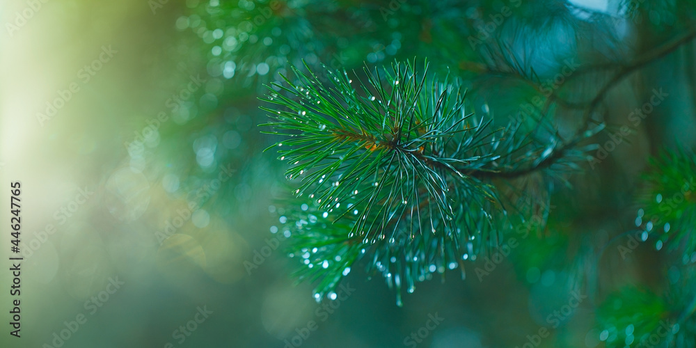 A green banner with coniferous twigs and raindrops. Pine twigs are placed at the top of a gentle horizontal background illuminated by sunlight