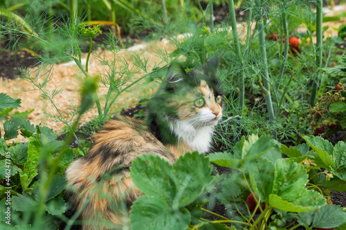 A young tricolor fluffy kitten sits in the garden among vegetables and flowers. Adorable white-red  black cat