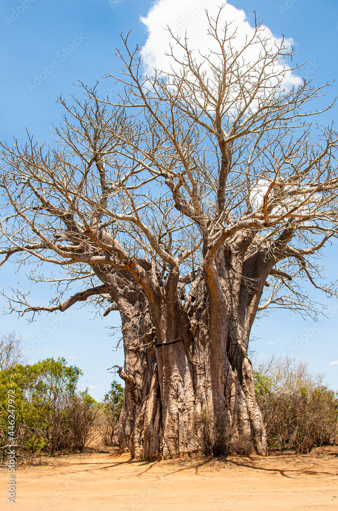 Obraz premium Baobab tree in the dusty roads of the Kruger National Park in South Africa