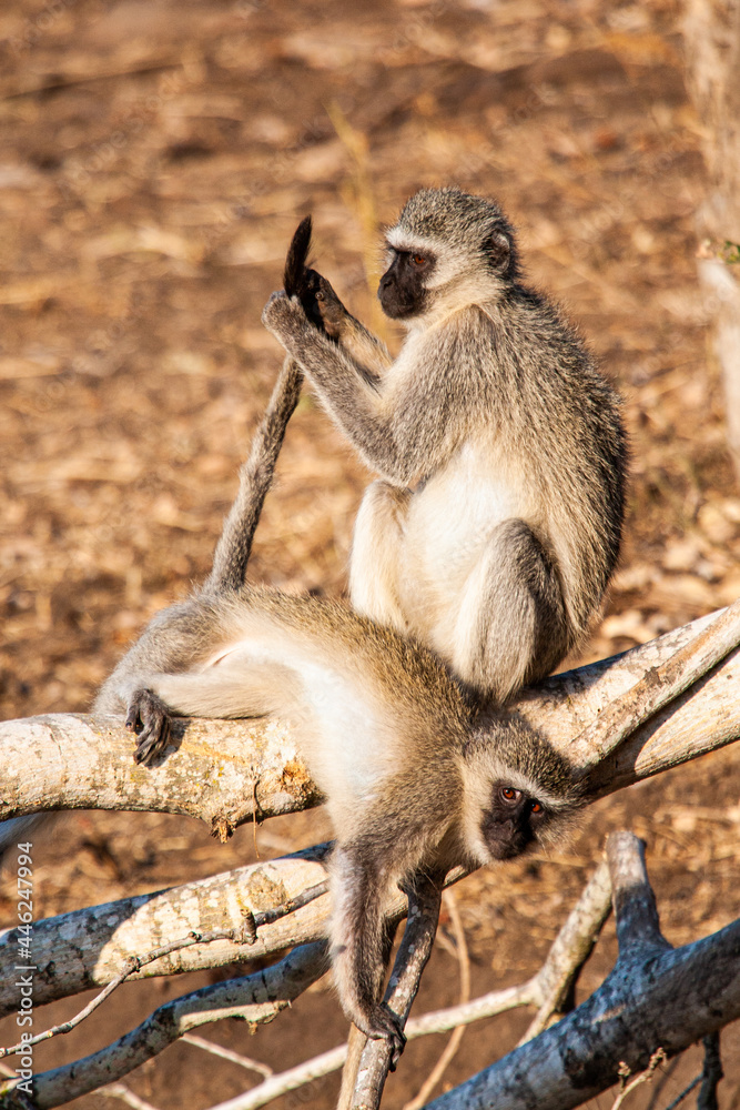 Two Vervet Monkeys preening in the warm afternoon sun in the Kruger Park