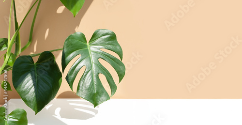 A beautiful leaves of the monstera deliciosa or Swiss cheese plant in the sun against a brown and white wall background. House plants in a modern interior. Home decor and gardening concept. Banner