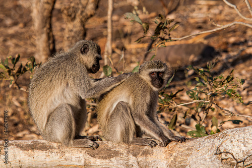Two Vervet Monkeys preening in the warm afternoon sun in the Kruger Park © wayne
