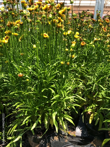 Tall stalks of red elf coreupsis flowers in pots