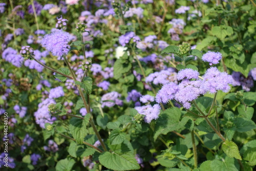 Whole lot of lavender colored flowers of Ageratum houstonianum in mid September