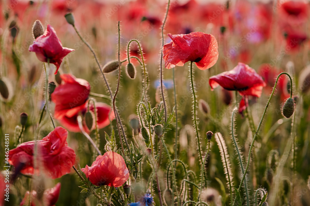 Fototapeta premium Close up of red poppy flower on the field.