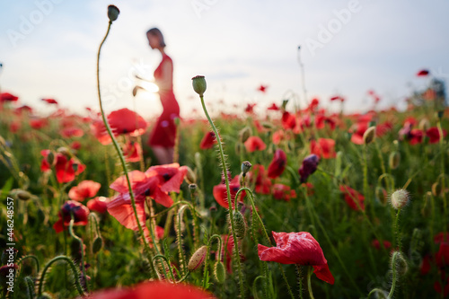 Fototapeta Naklejka Na Ścianę i Meble -  Beautiful landscape. Red poppy flowers field on sunset time.