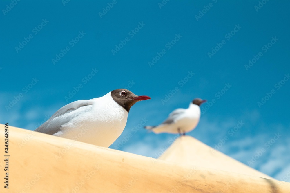 Obraz premium seagull on the roof of the food market
