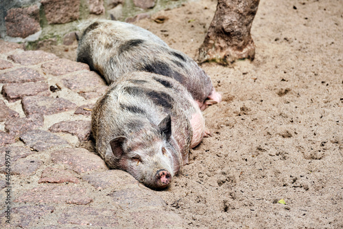 Minischweine / Hausschweine ( Sus scrofa domesticus ). © Michael
