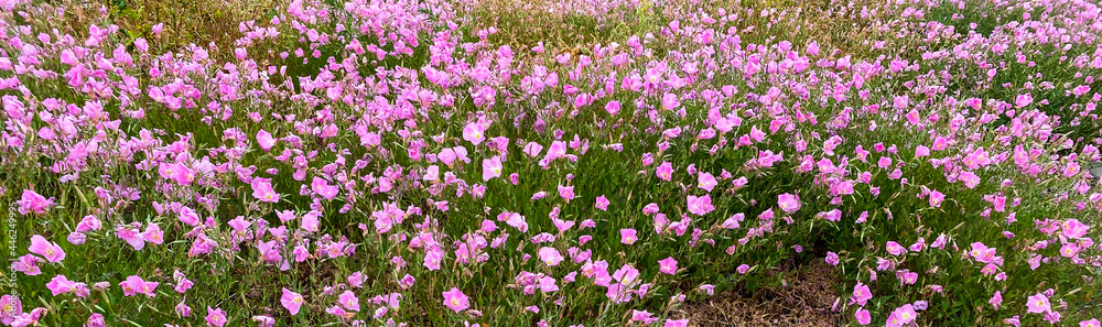 wide angle view of pink purple wild flowers in a spring meadow field wide angle view of pink purple wild flowers in a spring meadow field