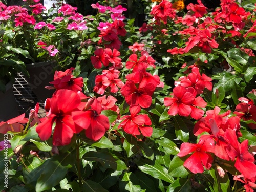 Red and pink periwinkle vinca flowers in pots