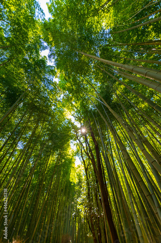 Fototapeta Naklejka Na Ścianę i Meble -  Kyoto Arashiyama The bamboo forest path