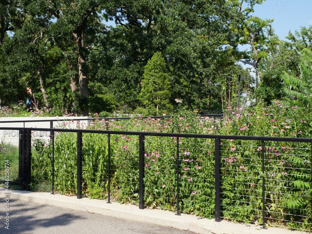 Fenced garden with beautiful pink flowers Fenced garden with beautiful pink flowers