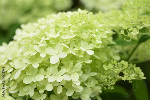Blooming hydrangea lime green flowers closeup