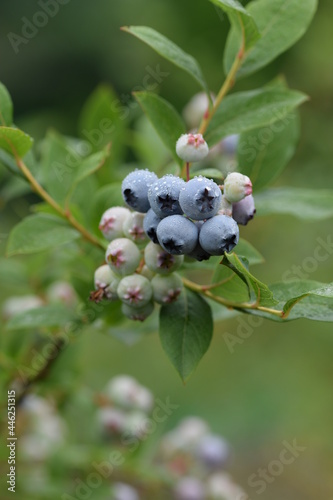 Blueberry fruits on branch, blueberries on shrub.