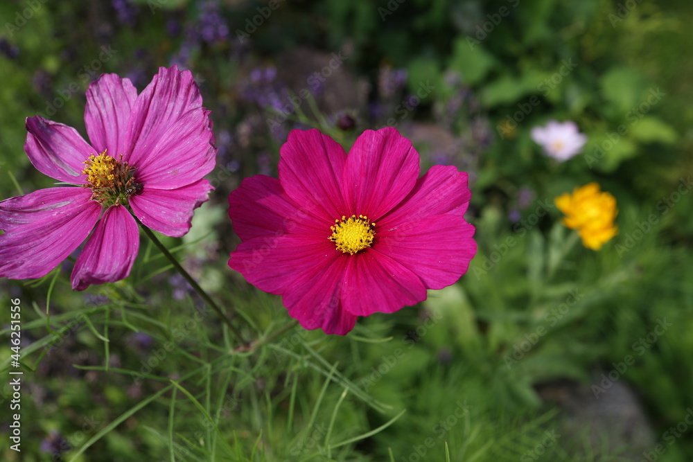 Fototapeta Purple cosmos flower on a green background