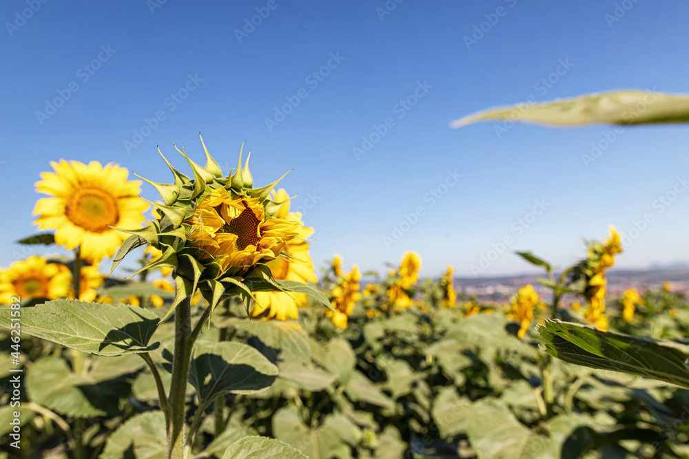 A sunflower blooming in an agricultural field