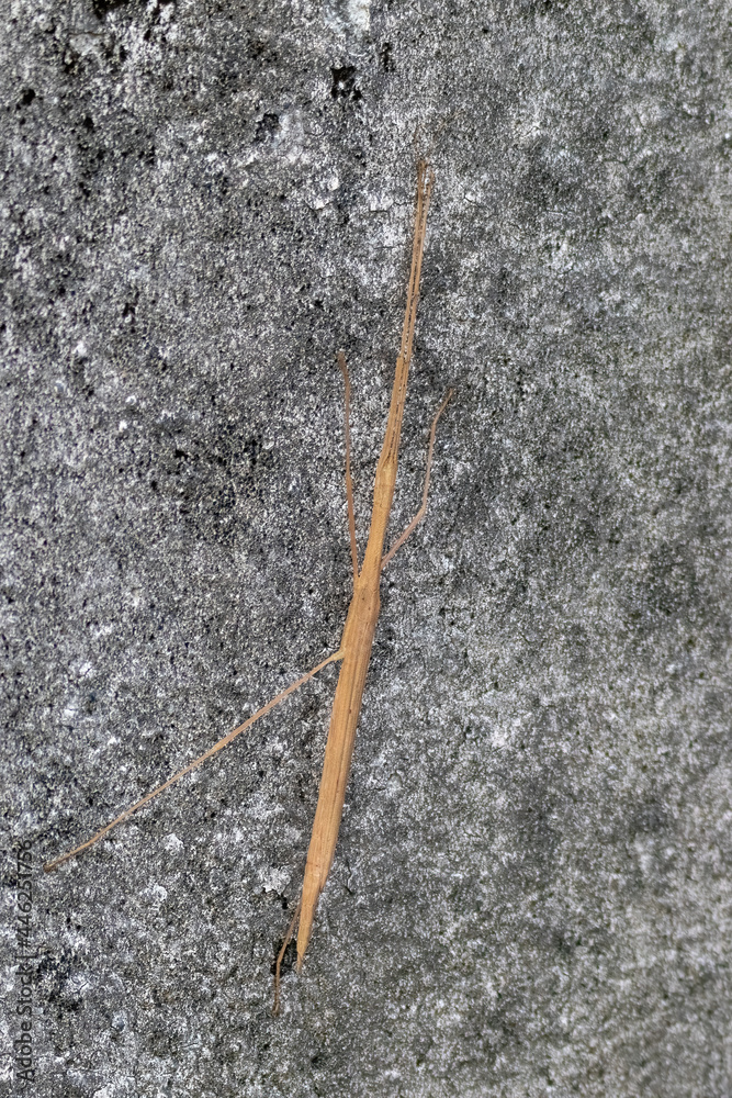 stick insect standing on wall stick insect standing on wall