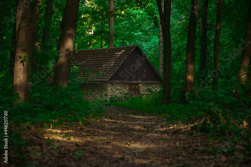 lonely cabin in wood land forest environment space summer scenic view