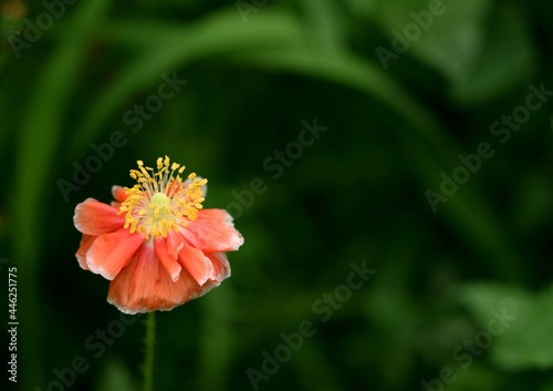 Poppy flower on bokeh green background space for text, red poppy with white lining.