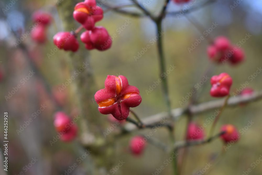 Pfarrerkapperl, Gewöhnliche Spindelstrauch, Euonymus europaeus mit