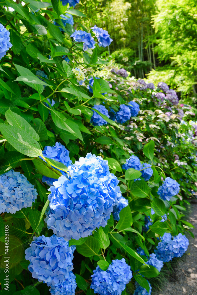 鎌倉 明月院の美しいあじさい （神奈川県鎌倉市） Beautiful hydrangeas of Meigetsuin Temple (Meigetsu-in Temple,The Hydrangeas Temple) in Kamakura, Japan（Kamakura City, Kanagawa Prefecture,Japan)