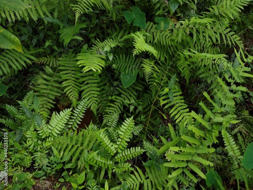 Fern plants in the forest  green background