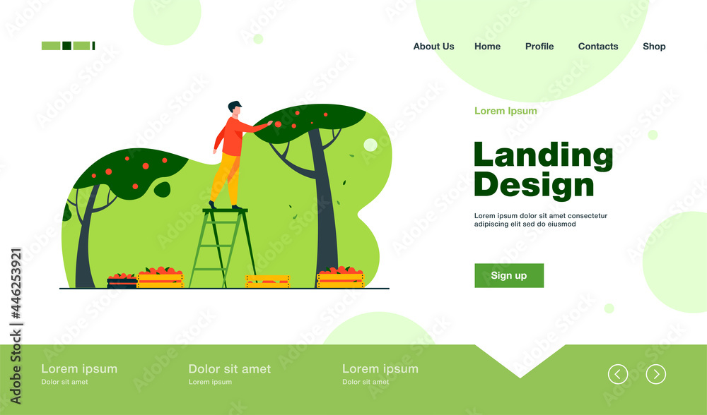Farmer standing on ladder and collecting apples. Fruit, season, tree flat vector illustration. Agriculture and gardening concept for banner, website design or landing web page