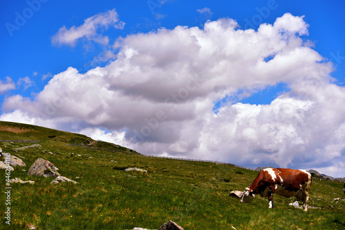 grazing cow at villandro alp south tyrol italy