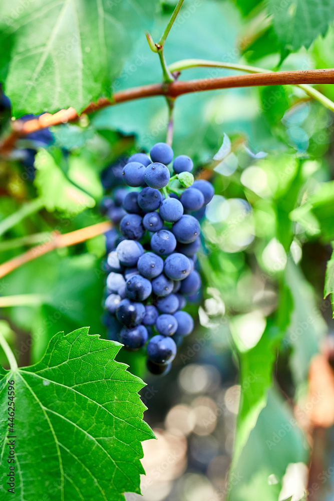 A bunch of grapes ready for picking in a vineyard, Concept of growing Ripe red  grape vine ready to be picked in the fall.