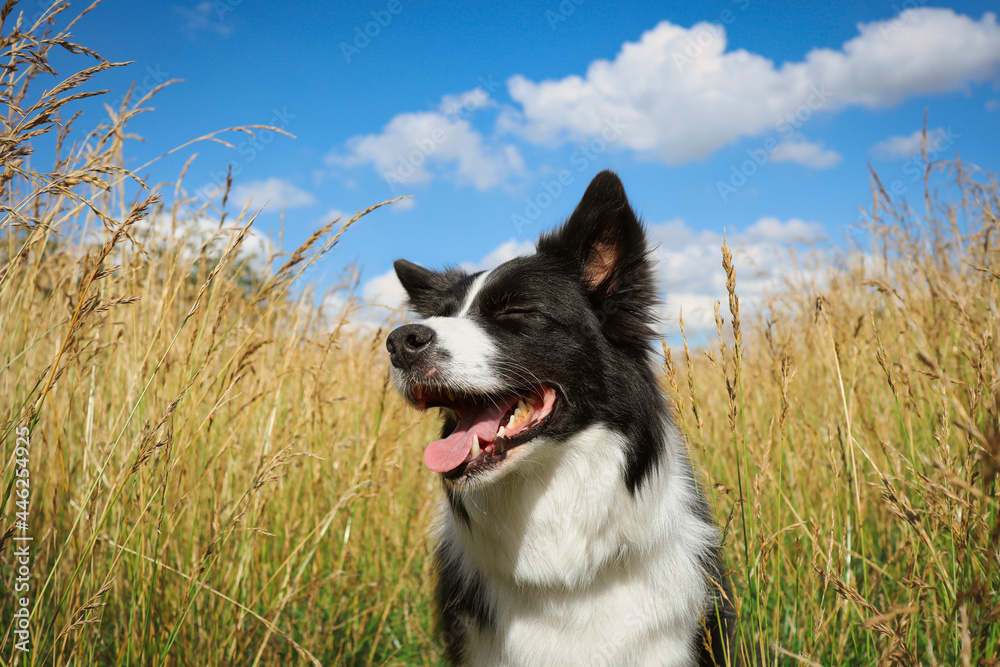 Portrait of Cute Border Collie with Closed Eyes in the Field. Happy Black and White Dog in Nature with Blue Sky during Sunny Summer Day.