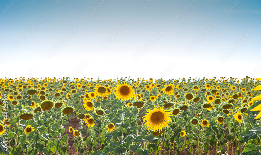Obraz premium Sunflowers field in bloom