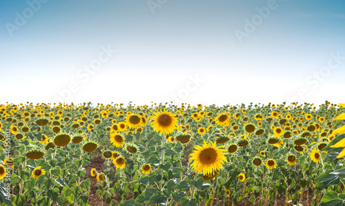Sunflowers field in bloom