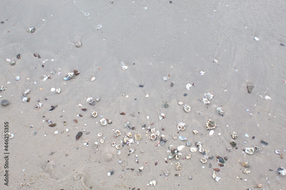 seashell on the beach
seashell on the beach