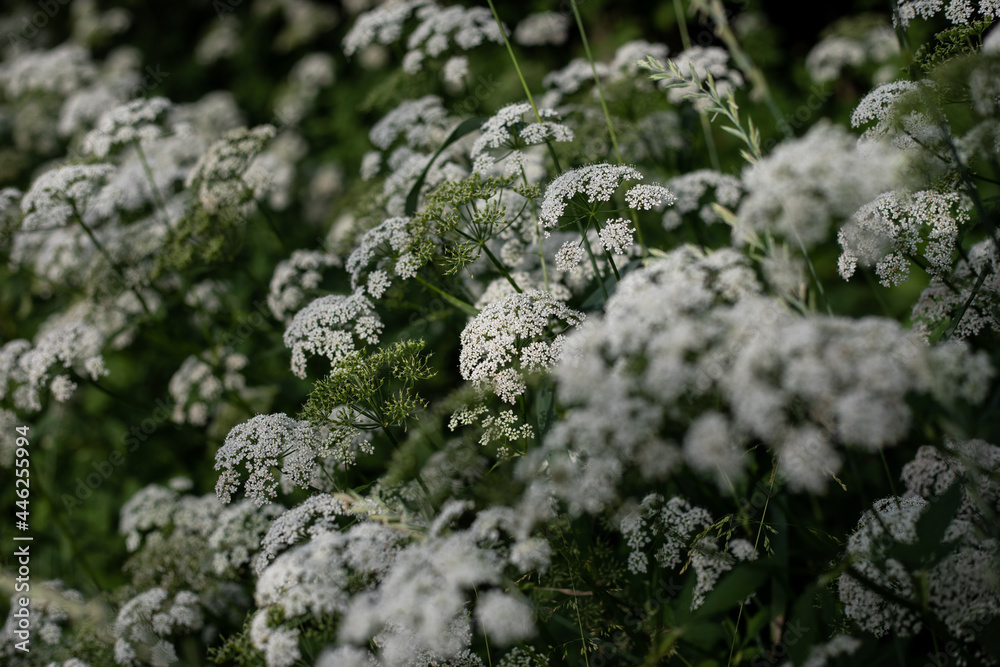 side view of white wild flowers Anthriscus in full bloom in summer. close up. side view of white wild flowers Anthriscus in full bloom in summer. close up.