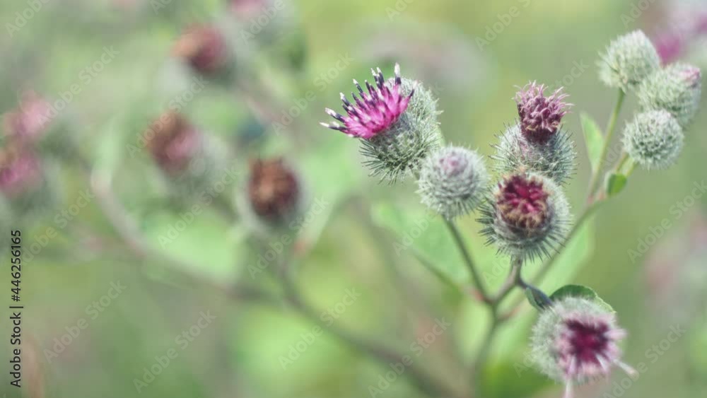 Magic meadow, plants. The burdock sways in the wind in the field. Close-up. Siberia. Magic meadow, plants. The burdock sways in the wind in the field. Close-up. Siberia.