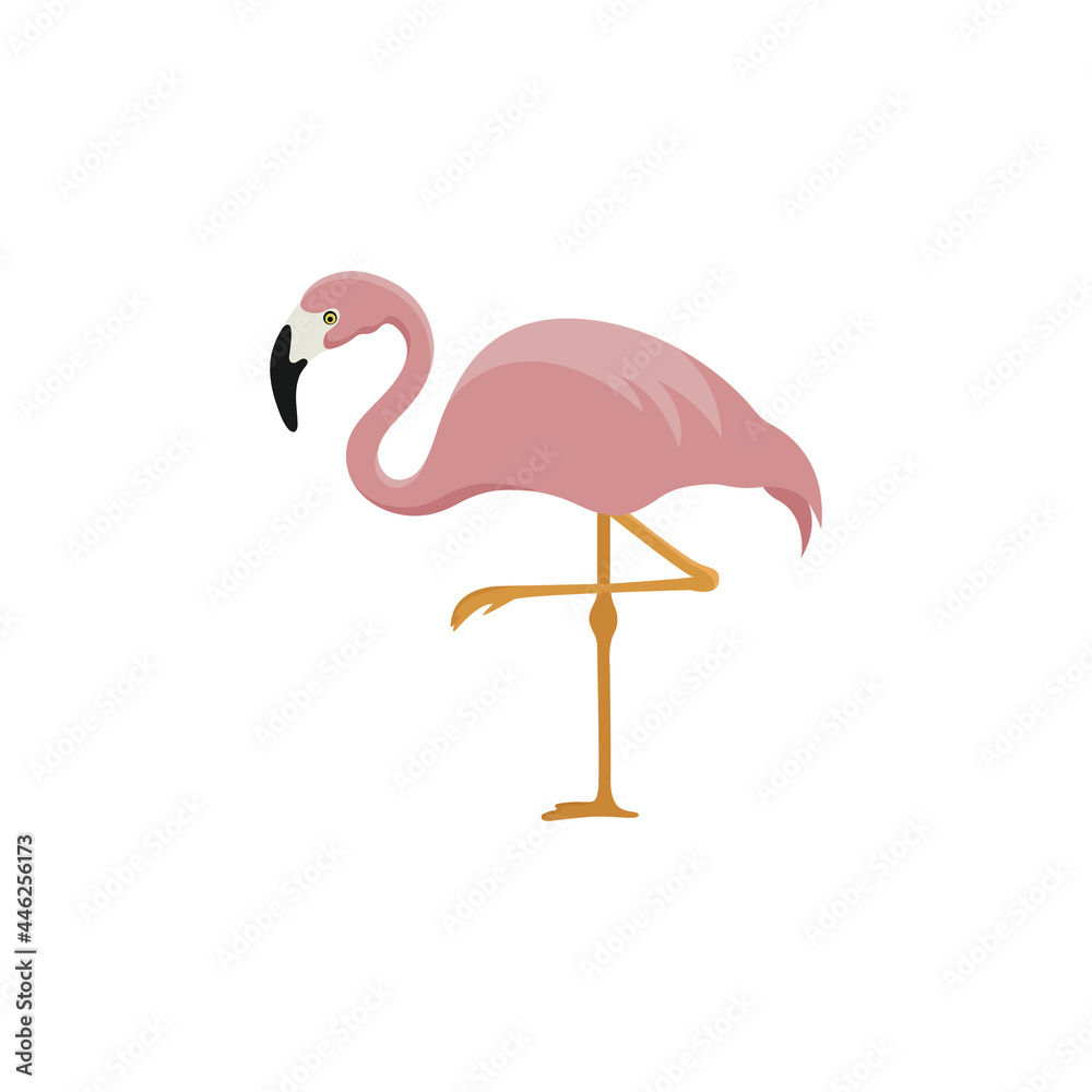 Fototapeta premium pink flamingo standing on one leg