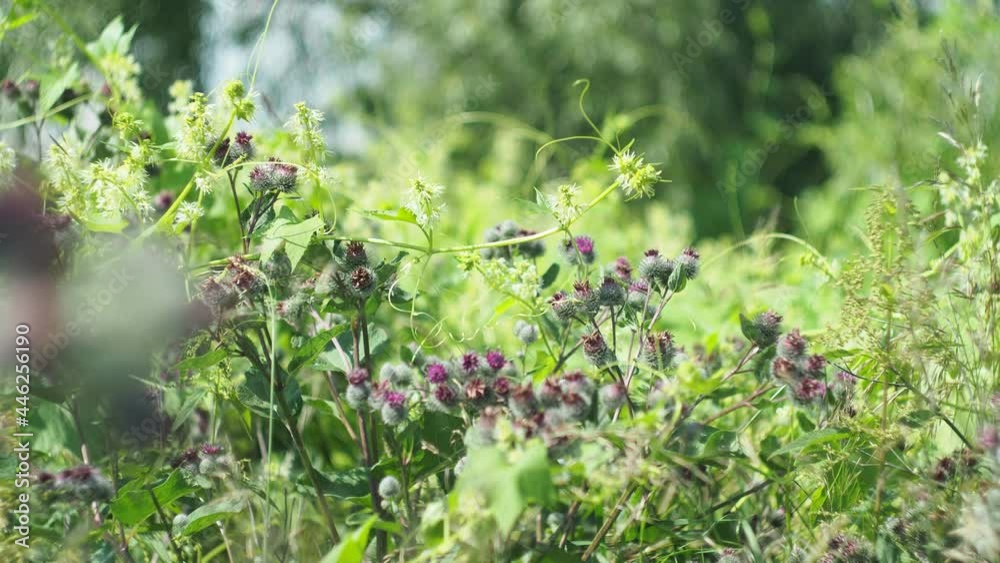 Magic meadow, plants. The burdock sways in the wind in the field. Close-up. Siberia. Magic meadow, plants. The burdock sways in the wind in the field. Close-up. Siberia.