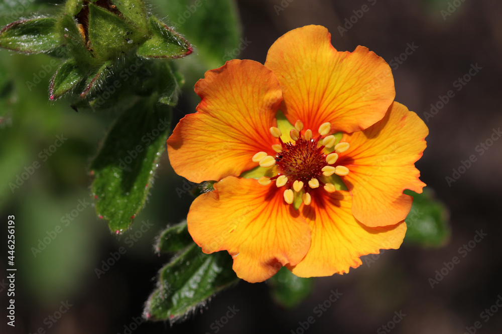 Orange cinquefoil flower close up - obrazy, fototapety, plakaty 