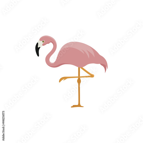 pink flamingo standing on one leg