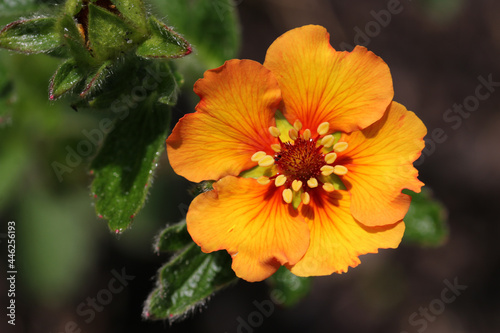 Orange cinquefoil flower close up photo