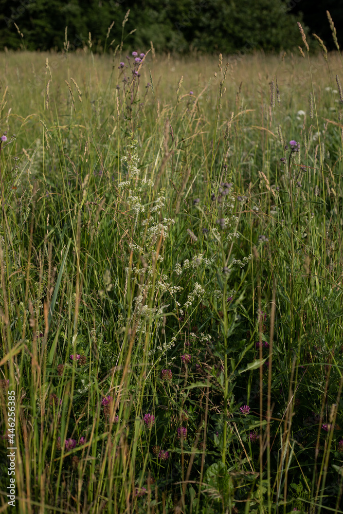 wild flowers (Trifolium pratense, galium) blooming in meadow in summer around summer solstice