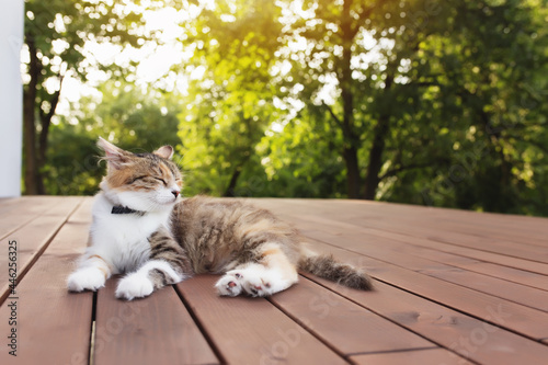Canvas Print Beautiful tricolor cat lies on a brown wooden terrace