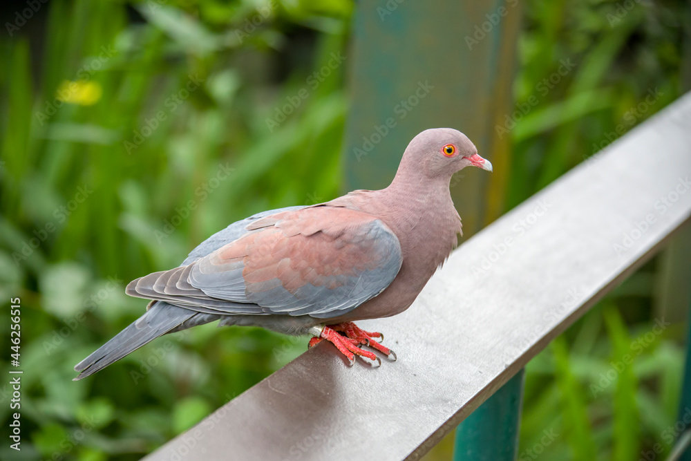 Obraz premium The Maranon pigeon (Patagioenas oenops) is a species of bird in the family Columbidae. It is found in Peru and southern Ecuador. It is threatened by habitat loss.