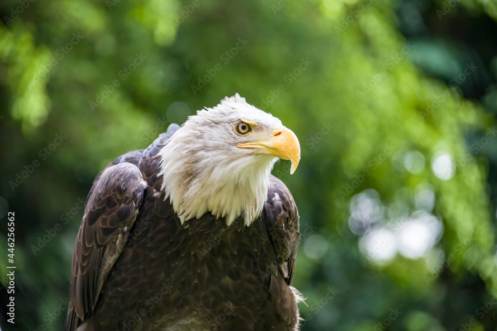 Obraz premium The closeup image of bald eagle (Haliaeetus leucocephalus), a bird of prey found in North America. A sea eagle. An opportunistic feeder which subsists mainly on fish.
